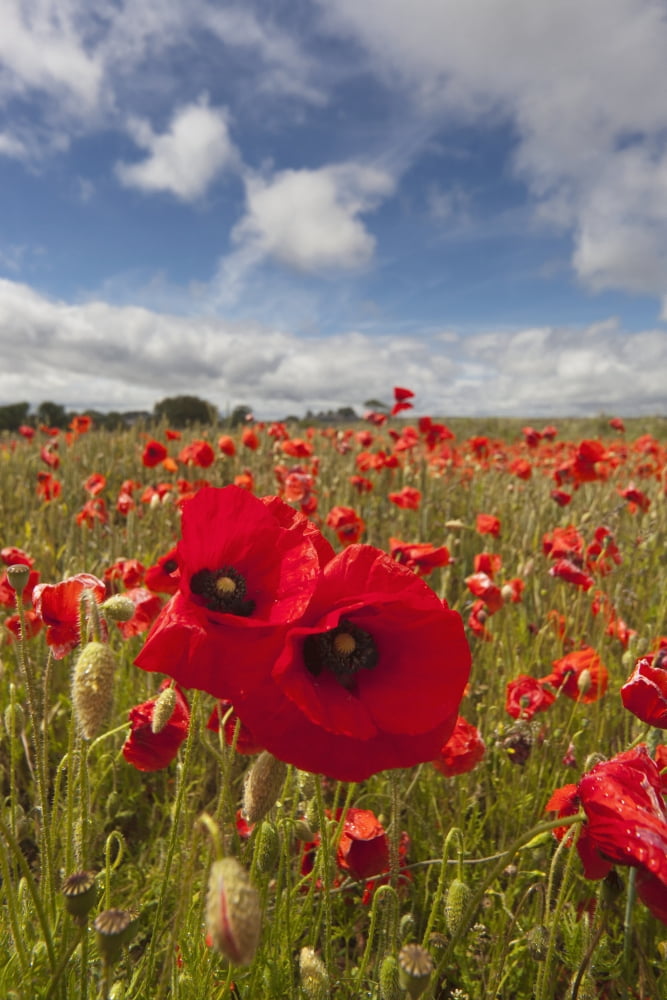 An Abundance Of Red Poppies In A Field Northumberland England Canvas Art - John Short Design Pics (24 x 38)