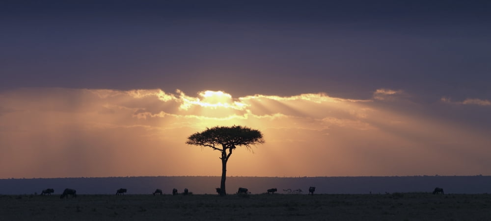 An Acacia Tree And Wildebeest Under A Sunset Kenya Africa Canvas Art - Keith Levit Design Pics (44 x 20)