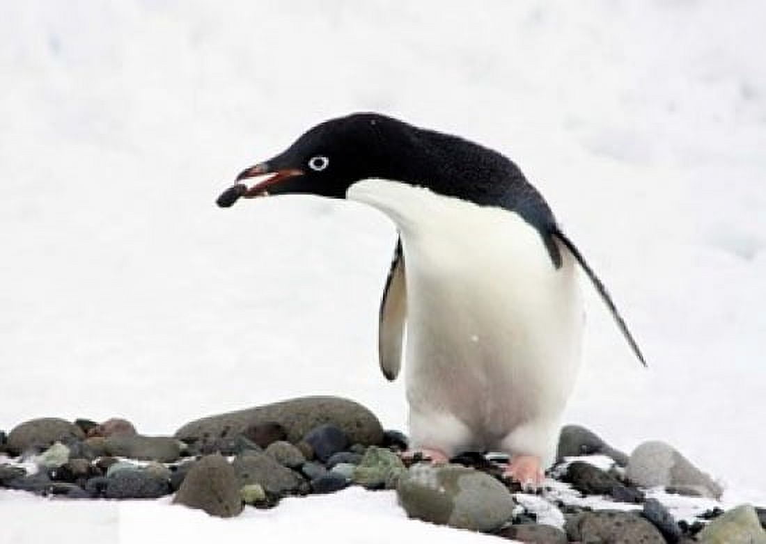 An Adelie Penguin (Pygoscelis Adeliae) at Paulet Island Antarctica Canvas Art - Miva Stock DanitaDelimont (24 x 18)