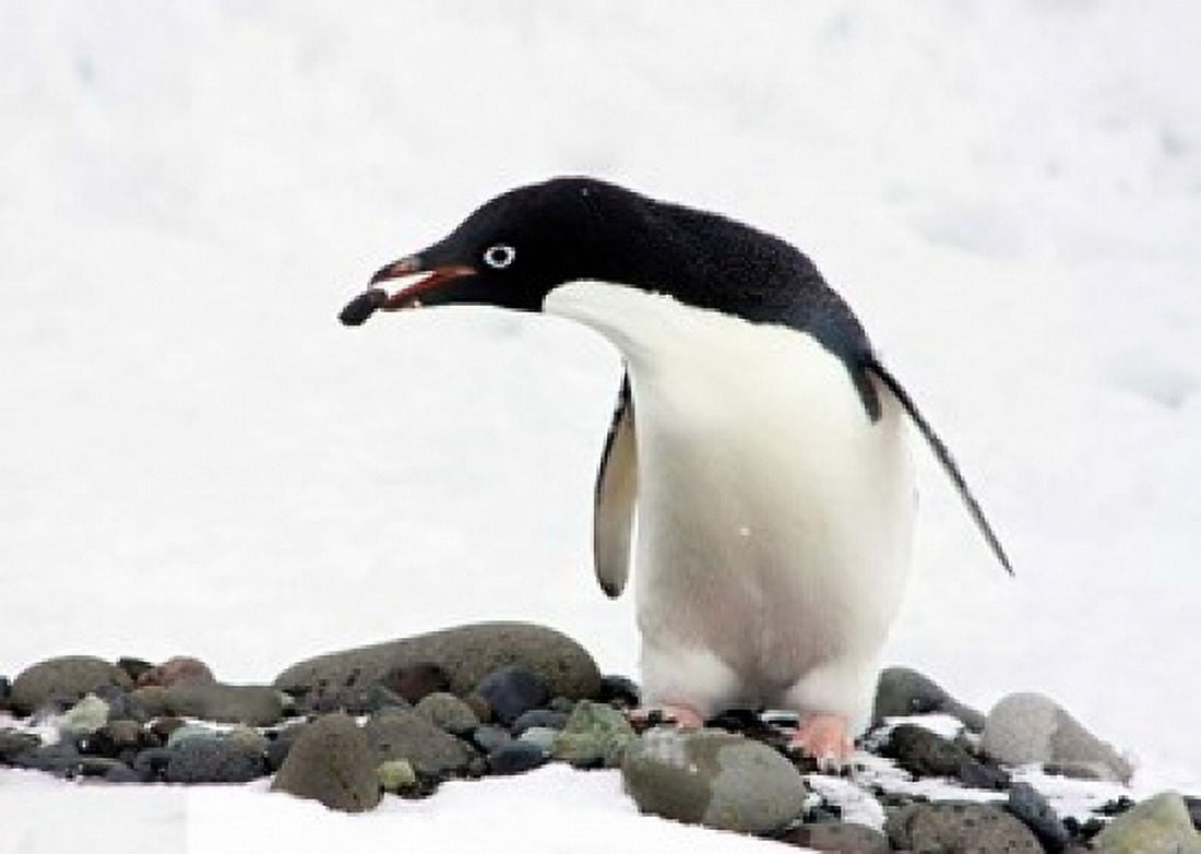 An Adelie Penguin (Pygoscelis Adeliae) at Paulet Island Antarctica Canvas Art - Miva Stock DanitaDelimont (34 x 25)
