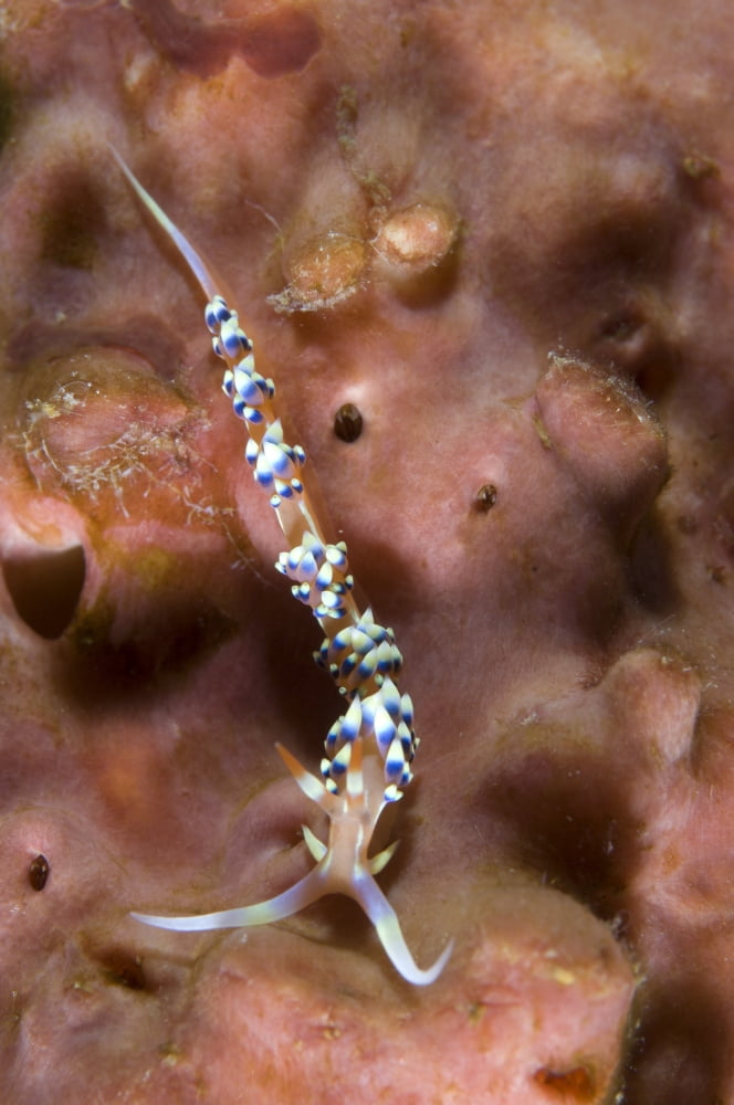 An Aeolid nudibranch on an orange sponge Papua New Guinea Canvas Art - Steve JonesStocktrek Images (12 x 18)
