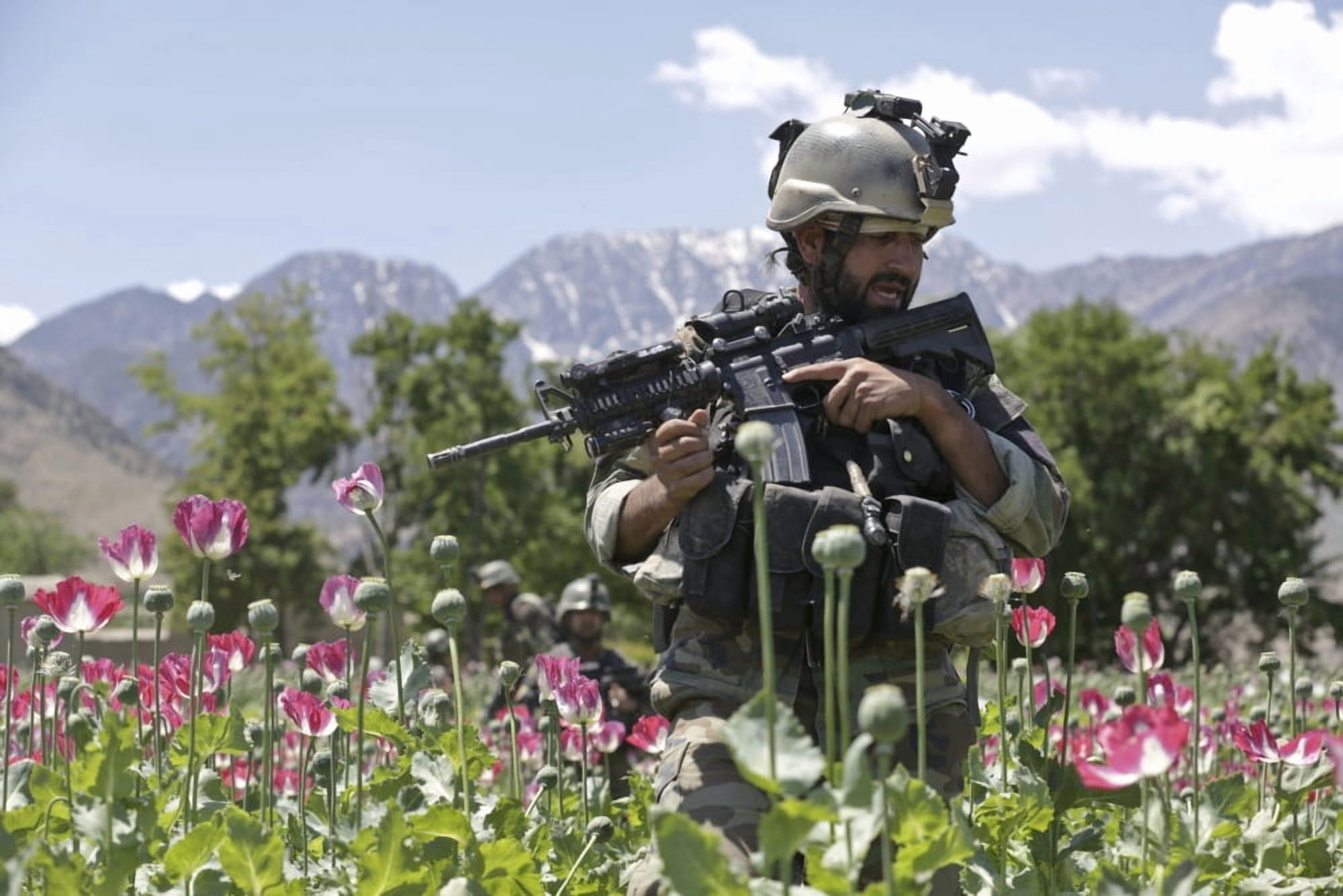 An Afghan National Army soldier patrols through a poppy field Canvas Art - Stocktrek Images (35 x 23)