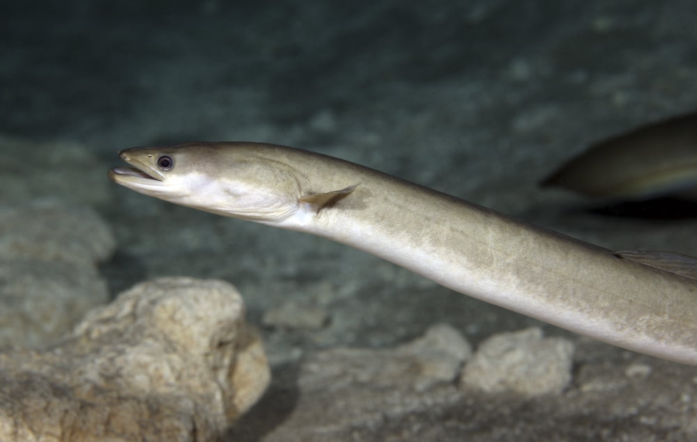 An American Eel patrols the sandy bottom of Morrison Springs cavern Canvas Art - Michael WoodStocktrek Images (35 x 22)
