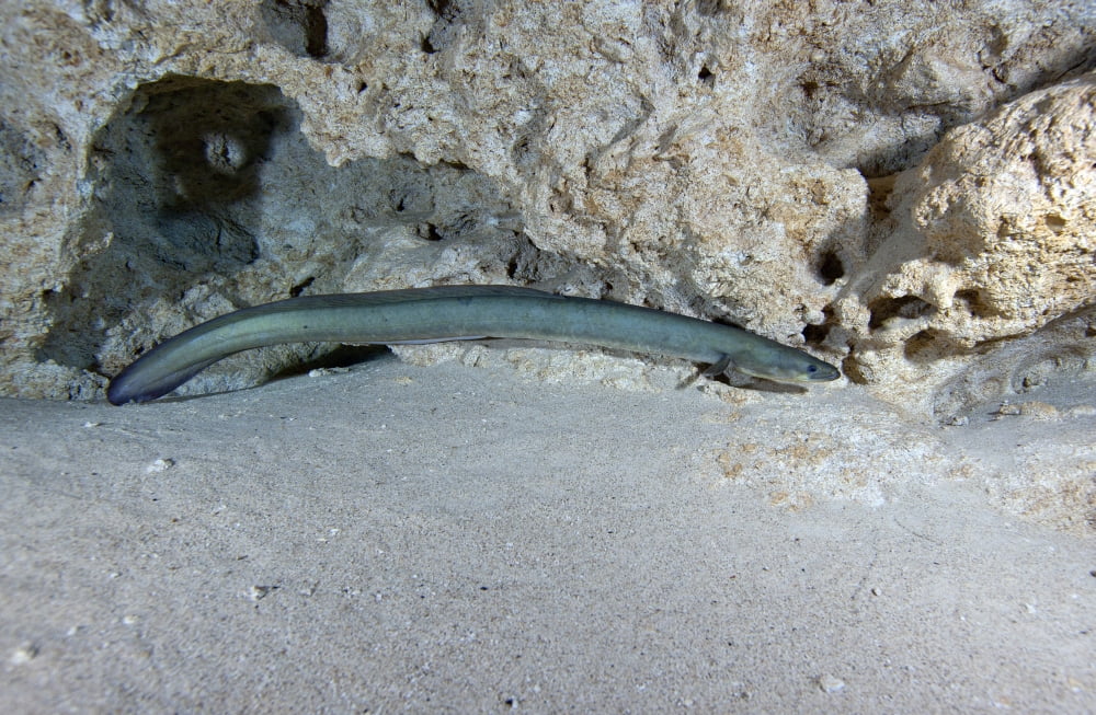 An American Eel prowls along the edge of Morrison Springs cavern Canvas Art - Michael WoodStocktrek Images (18 x 12)