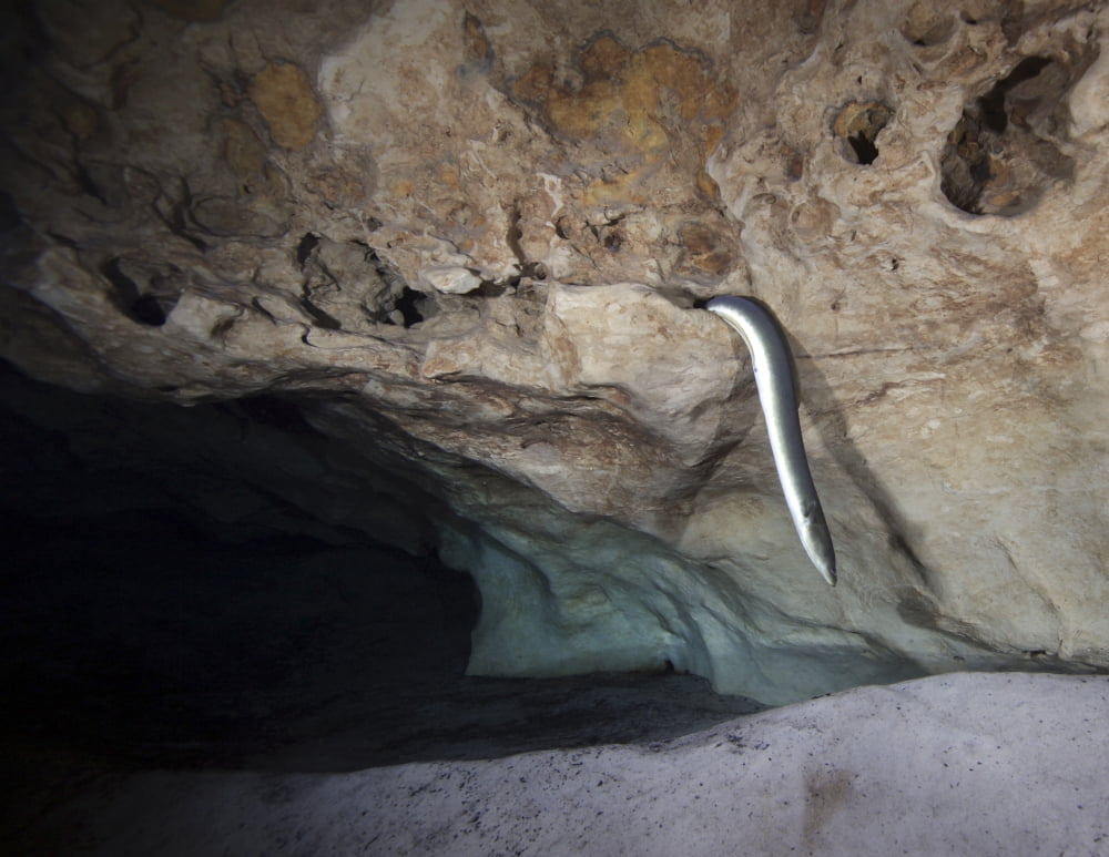 An American Eel slithers out of a hole in a cavern rock ceiling Canvas Art - Michael WoodStocktrek Images (16 x 13)