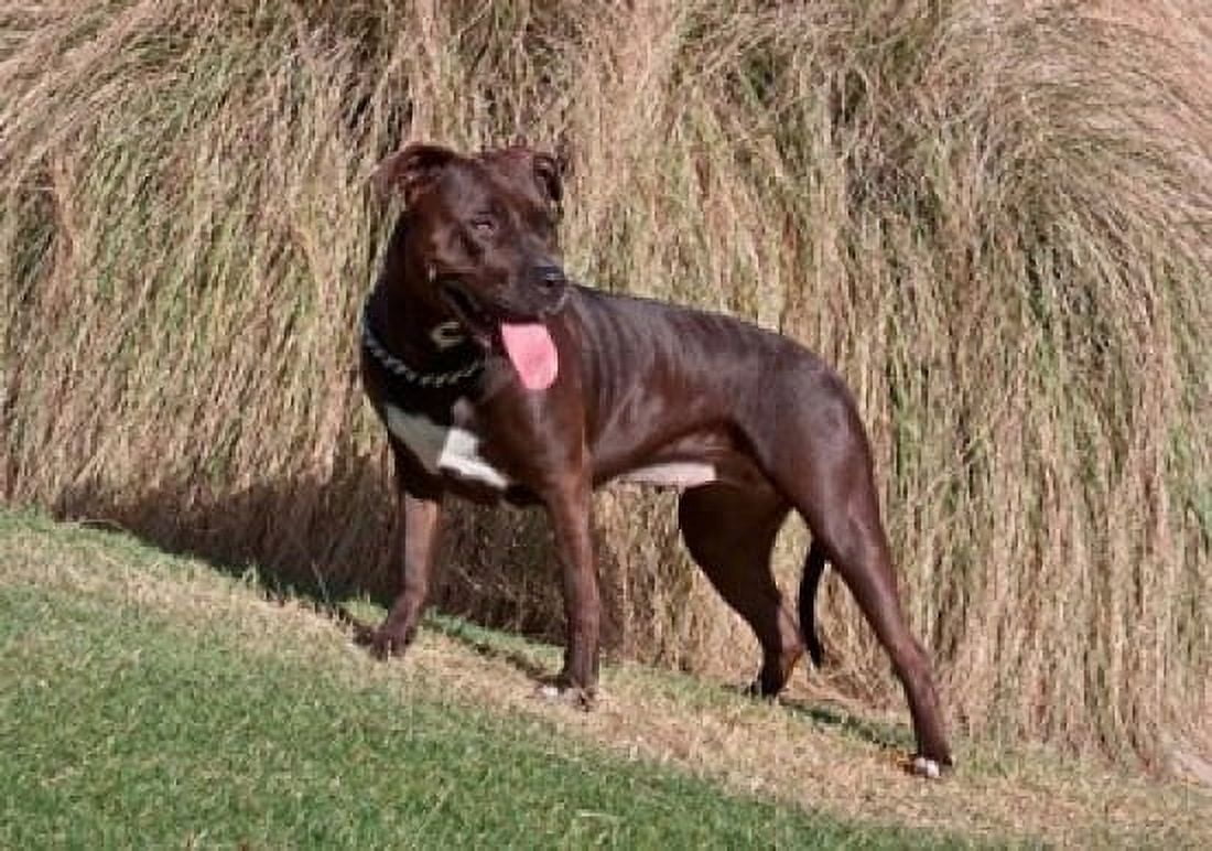 An American Pitt Bull Terrier dog Canvas Art - Zandria Muench Beraldo DanitaDelimont (36 x 24)