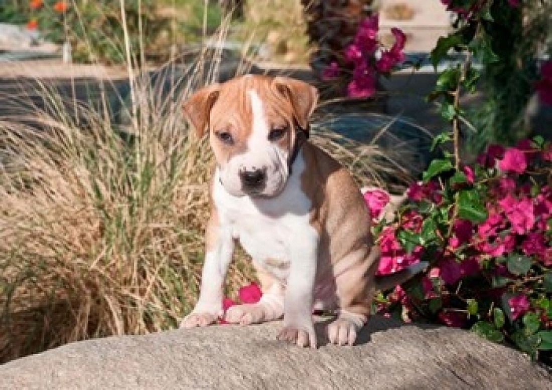 An American Pitt Bull Terrier puppy dog Canvas Art - Zandria Muench Beraldo DanitaDelimont (36 x 24)