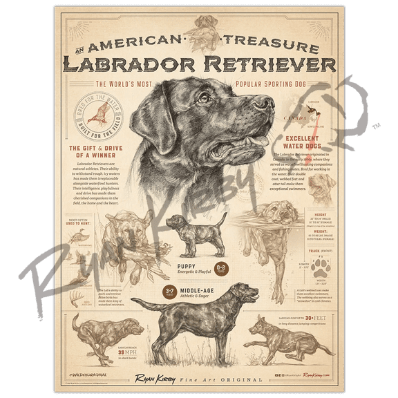 "An American Treasure: The Labrador Retriever" Poster