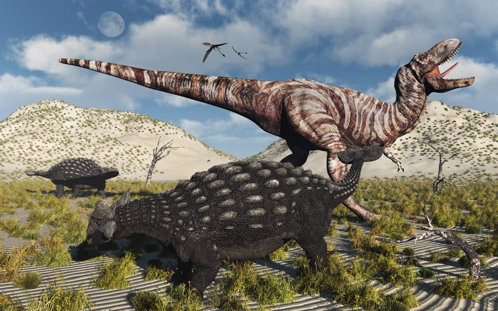 An Ankylosaurus defending itself from an attacking Tyrannosaurus rex Canvas Art - Mark StevensonStocktrek Images (18 x 12)
