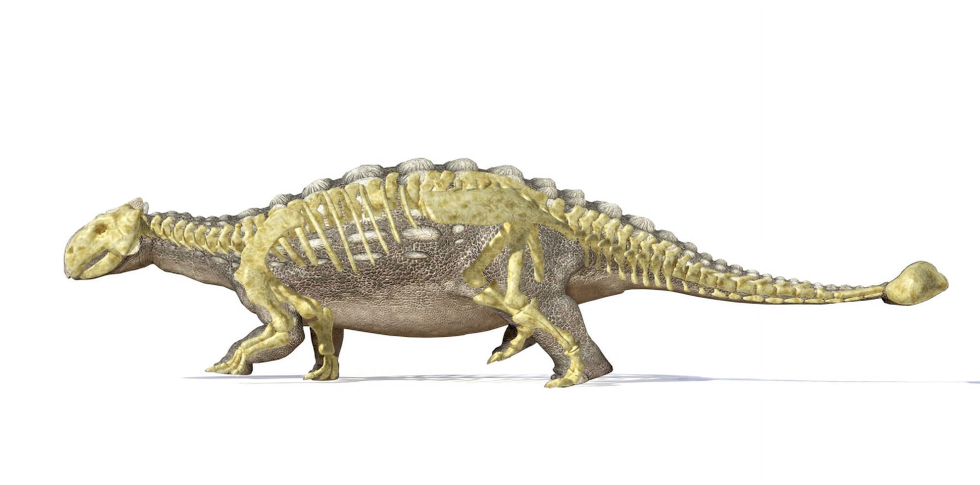 An Ankylosaurus dinosaur with full skeleton superimposed Canvas Art - Leonello CalvettiStocktrek Images (21 x 10)