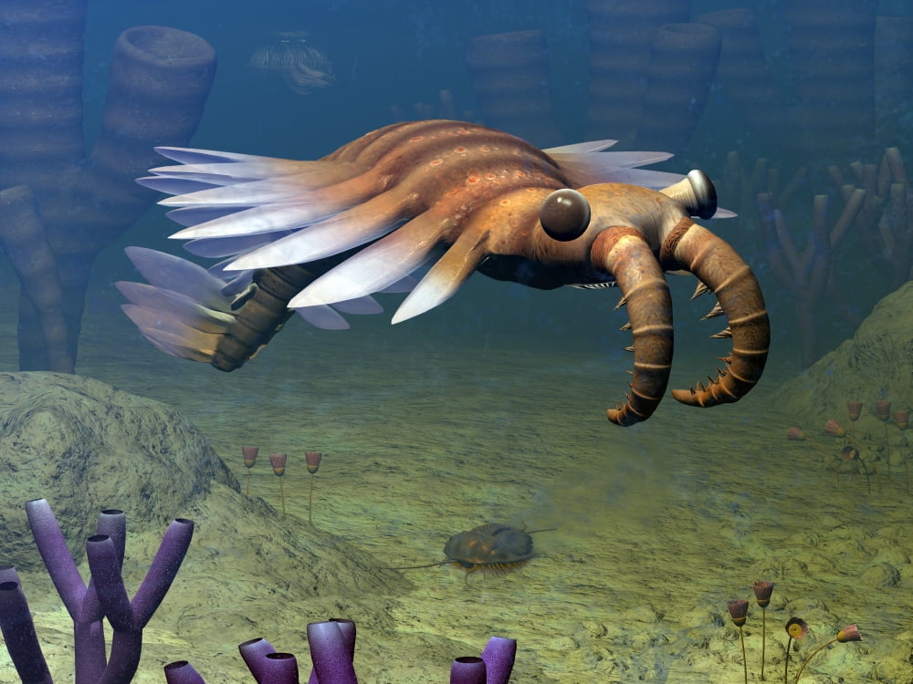 An Anomalocaris explores a Middle Cambrian age ocean floor Canvas Art - Walter MyersStocktrek Images (33 x 25)