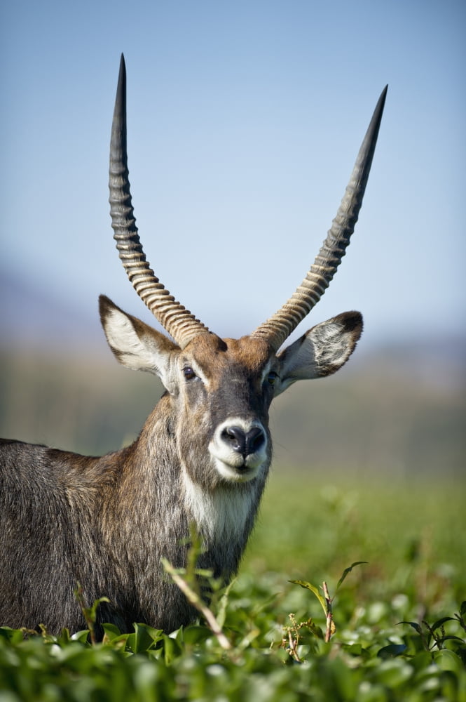 An Antelope Standing Amongst Tall Plants Kenya Canvas Art - David DuChemin Design Pics (12 x 19)