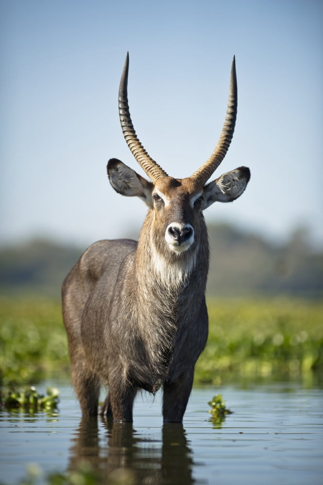 An Antelope Standing In Shallow Water Kenya Canvas Art - David DuChemin Design Pics (12 x 19)