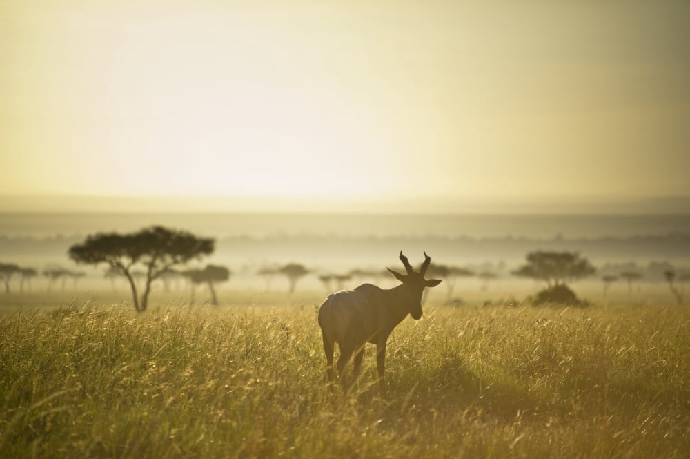An Antelope Walks In The Grassland At Sunset Kenya Canvas Art - David DuChemin Design Pics (19 x 12)