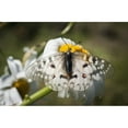 thumbnail image 1 of An Apollo Butterfly (Parnassius apollo) seeks nectar from a daisy; Astoria, Oregon, United States of America Poster Print by Robert L. Potts / Design Pics (34 x 22), 1 of 1