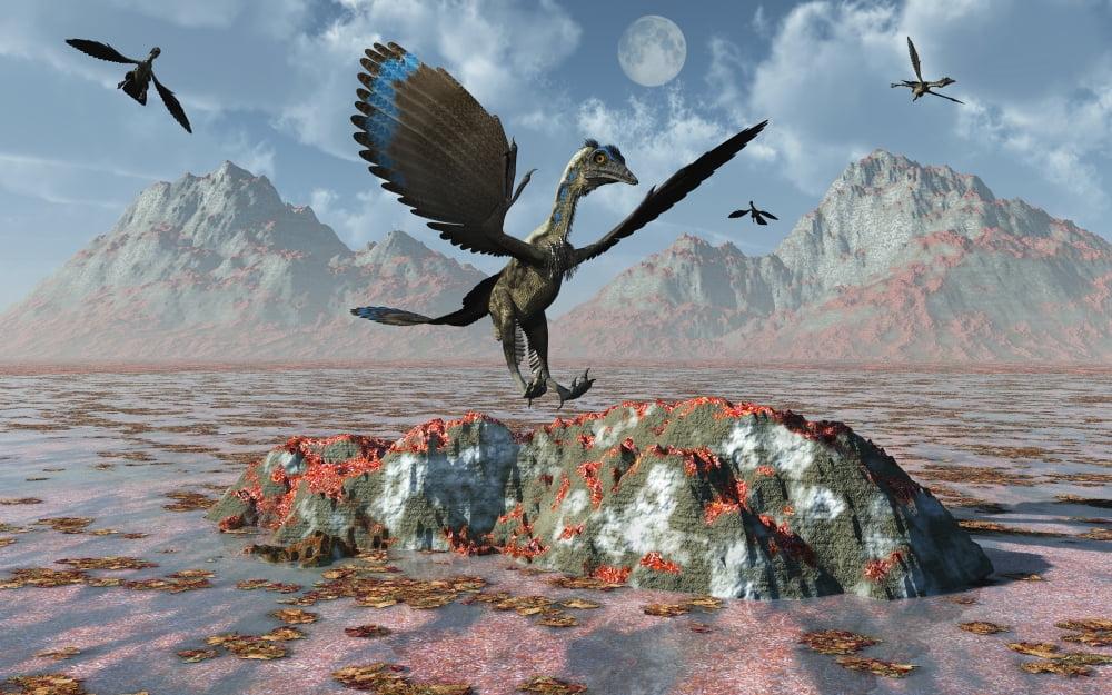 An Archaeopteryx landing on a rock during the Jurassic Period Canvas Art - Mark StevensonStocktrek Images (18 x 12)