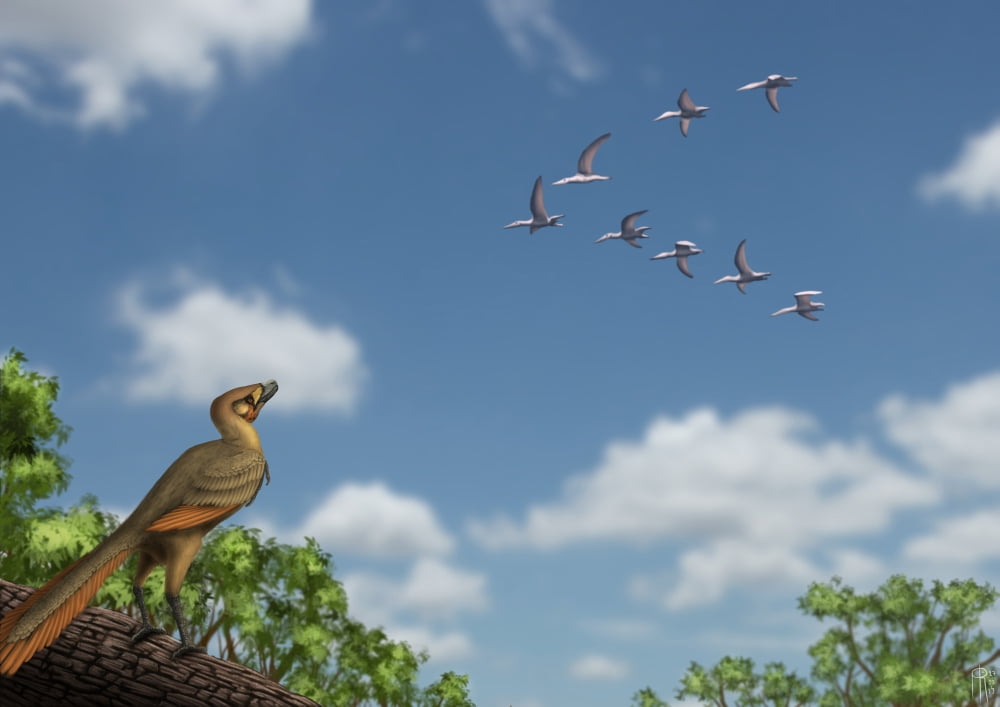 An Archaeopteryx observing a flock of migrating pterosaurs Canvas Art - Alvaro RozalenStocktrek Images (33 x 24)