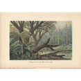 thumbnail image 1 of An Archegosaurus By A River Bank In A Tropicala Poster Print By ® Florilegius Mary Evans (24 X 18), 1 of 3