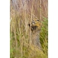 thumbnail image 1 of An Arctic Ground Squirrel Feasts On Grass Seeds Near The Eielson Visitor Center In Denali National Park And Preserve In, 1 of 4