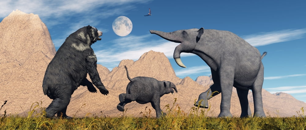 An Arctodus Bear chasing a young Deinotherium Canvas Art - Mark StevensonStocktrek Images (22 x 10)