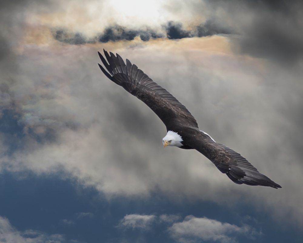 An Eagle In Flight Rising Above The Storm Pateros Washington United States Of America Canvas Art - Robert Bartow Design Pics (17 x 13)