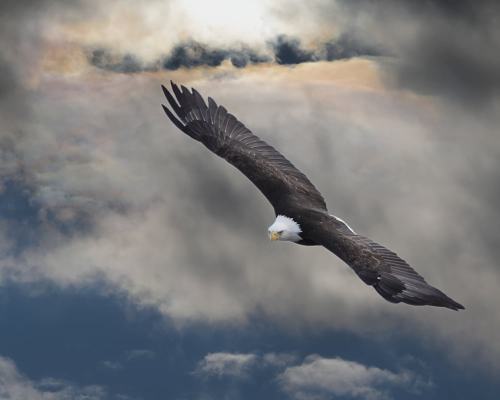 An Eagle In Flight Rising Above The Storm Pateros Washington United States Of America Canvas Art - Robert Bartow Design Pics (34 x 26)