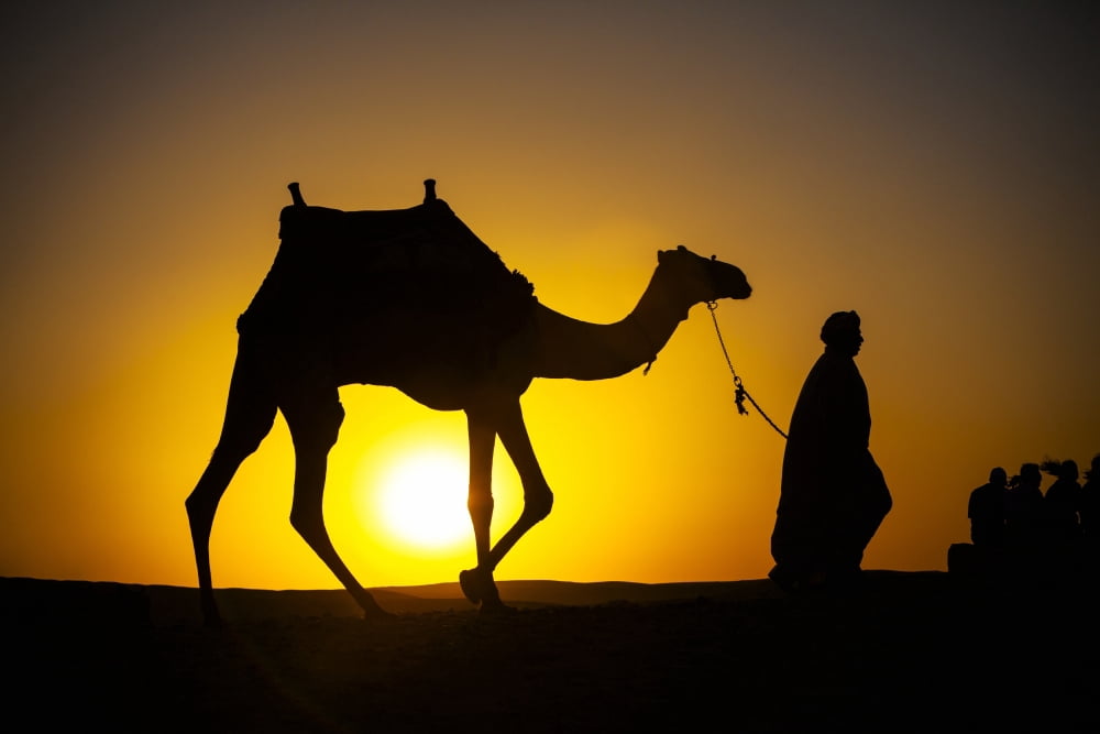 An Egyptian man silhouetted by the setting sun leads a camel across the desert Cairo Egypt Canvas Art - Matt Brandon Design Pics (19 x 12)