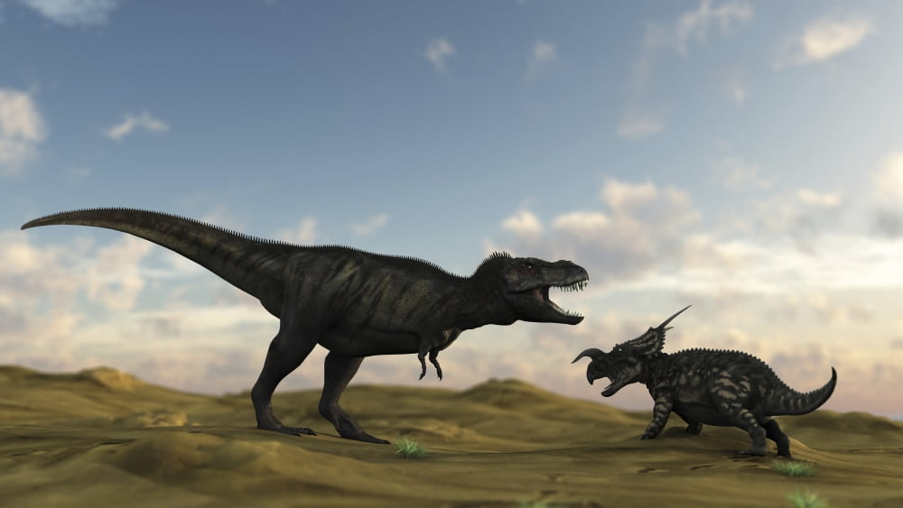 An Einiosaurus is confronted by a Tyrannosaurus Rex Canvas Art - Kostyantyn IvanyshenStocktrek Images (19 x 11)
