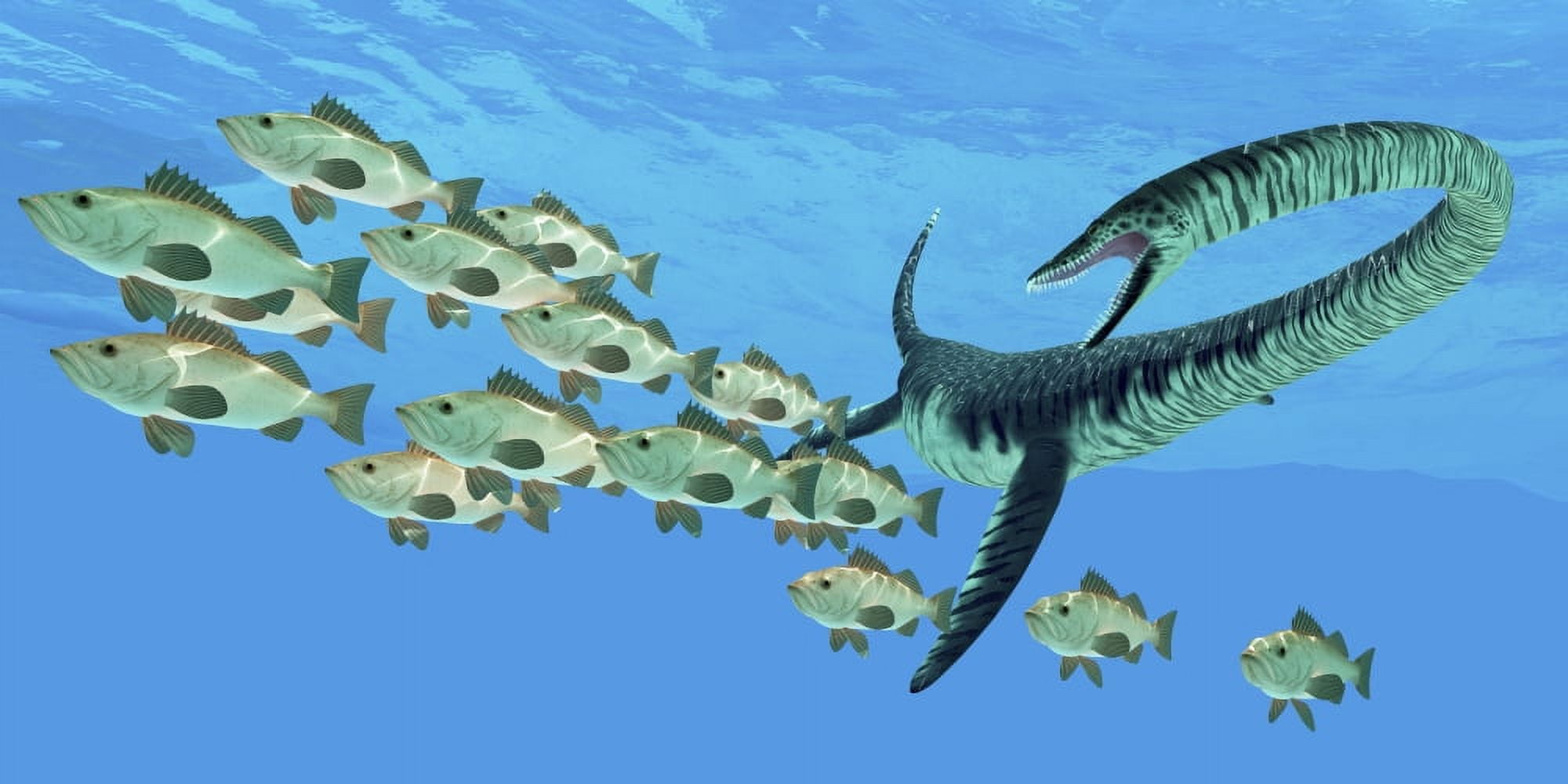 An Elasmosaurus hunts a school of bocaccio fish Canvas Art - Corey FordStocktrek Images (40 x 20)