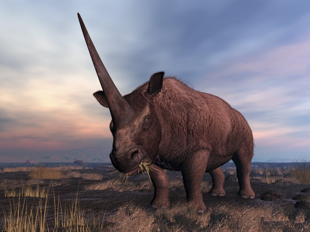 An Elasmotherium grazing Canvas Art - Walter MyersStocktrek Images (17 x 13)