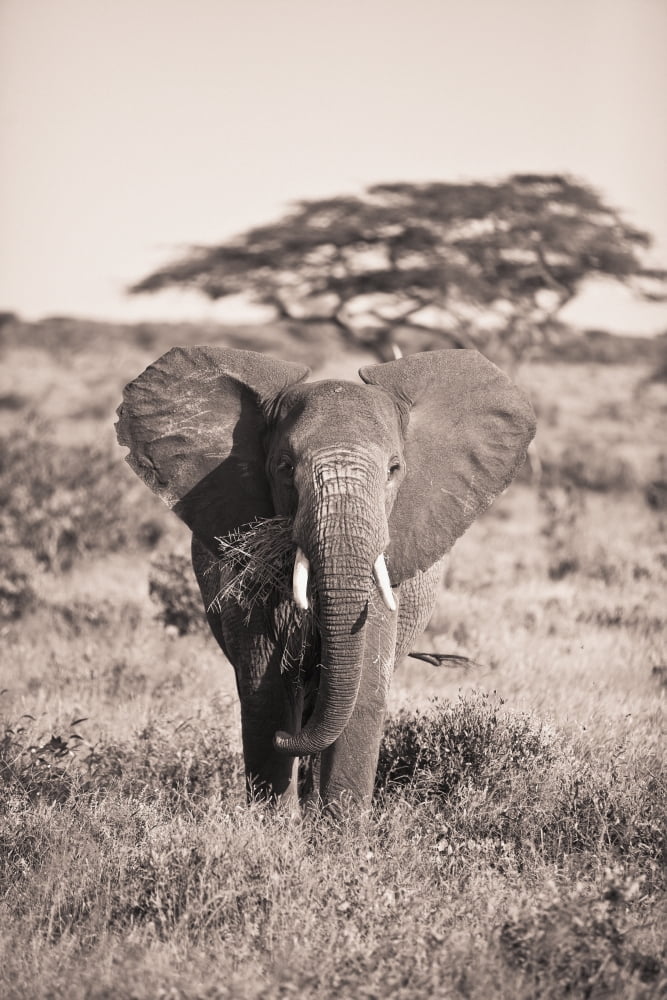 An Elephant Carrying Long Grass In Its Mouth Samburu Kenya Canvas Art - David DuChemin Design Pics (12 x 19)