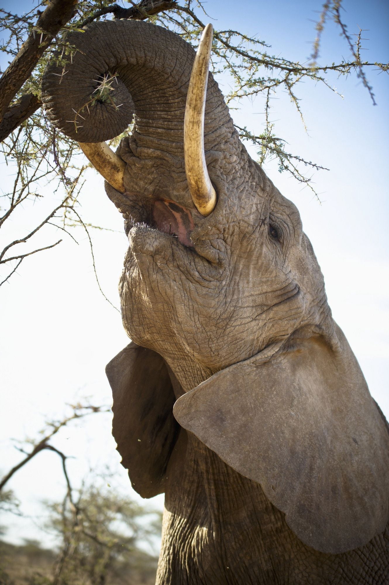 An Elephant Eats The Leaves High Up In A Tree Kenya Canvas Art - David DuChemin Design Pics (12 x 19)