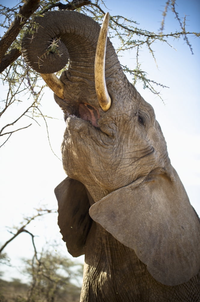 An Elephant Eats The Leaves High Up In A Tree Kenya Canvas Art - David DuChemin Design Pics (24 x 38)