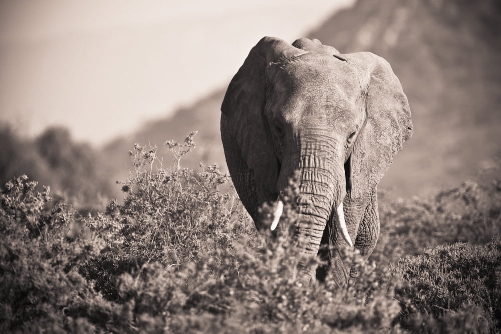 An Elephant Walking In The Bush Samburu Kenya Canvas Art - David DuChemin Design Pics (19 x 12)
