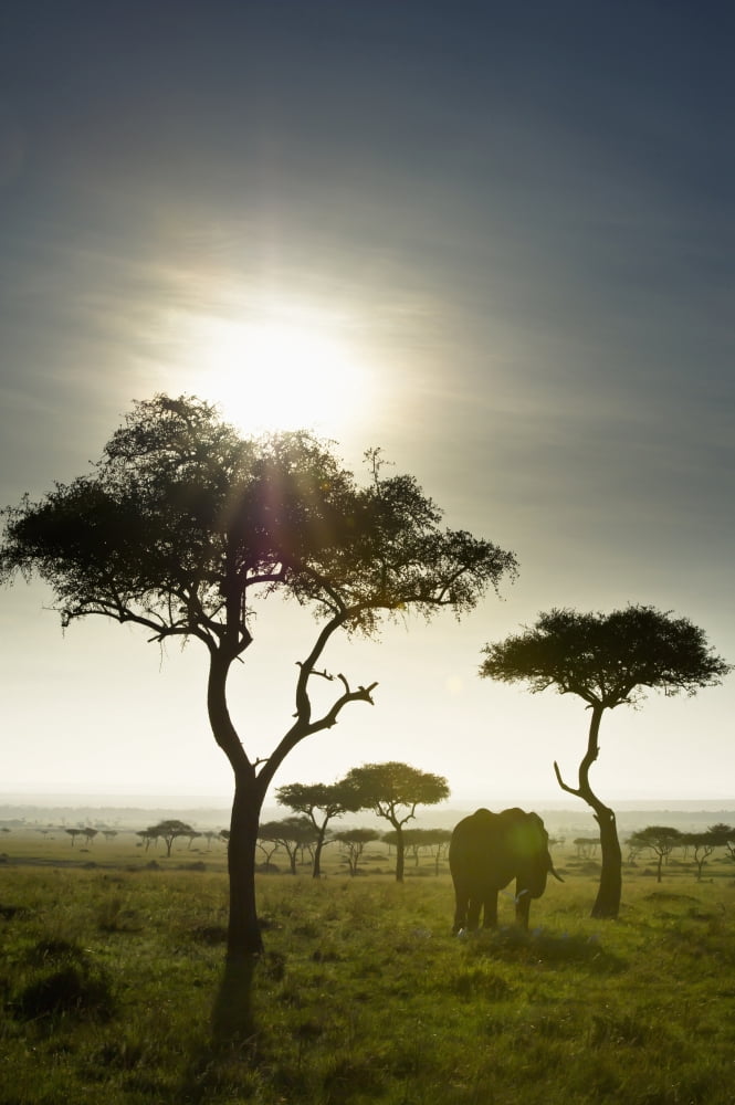 An Elephant Walks Among The Trees Kenya Canvas Art - David DuChemin Design Pics (24 x 38)
