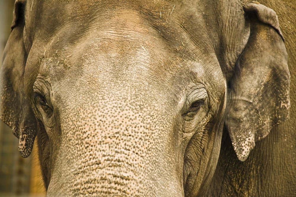 An Elephants Face Canvas Art - Con Tanasiuk Design Pics (36 x 24)