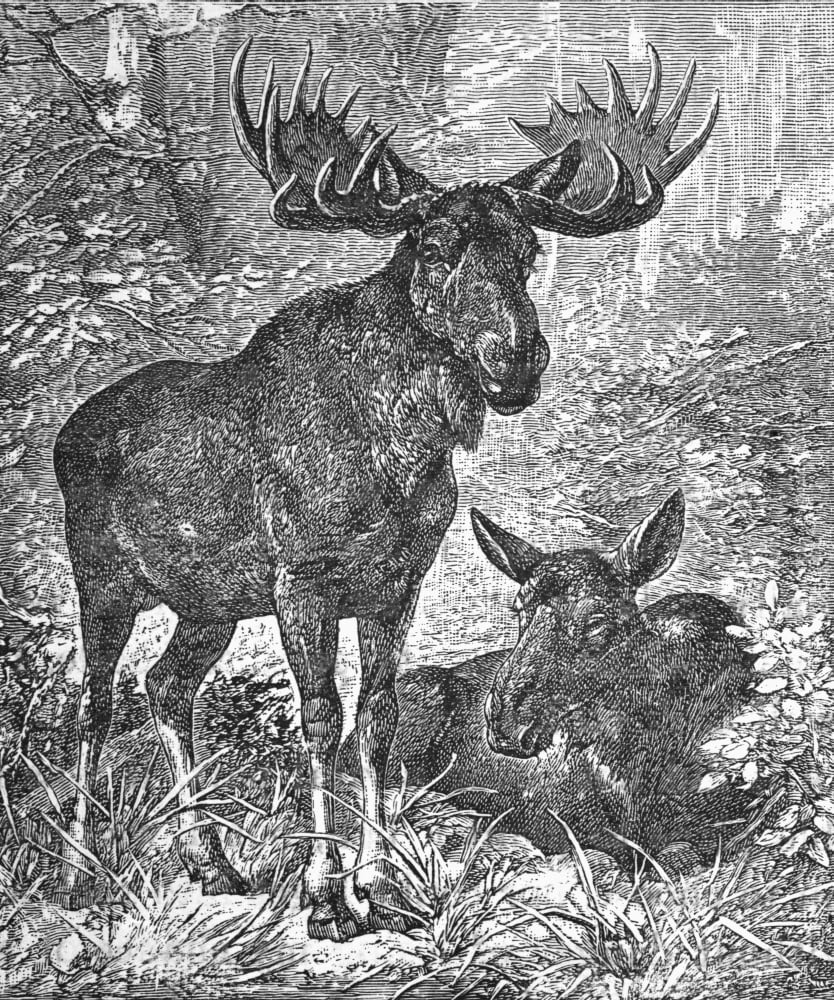 An Elk Or Moose Canada Canvas Art - George Munday Design Pics (13 x 16)