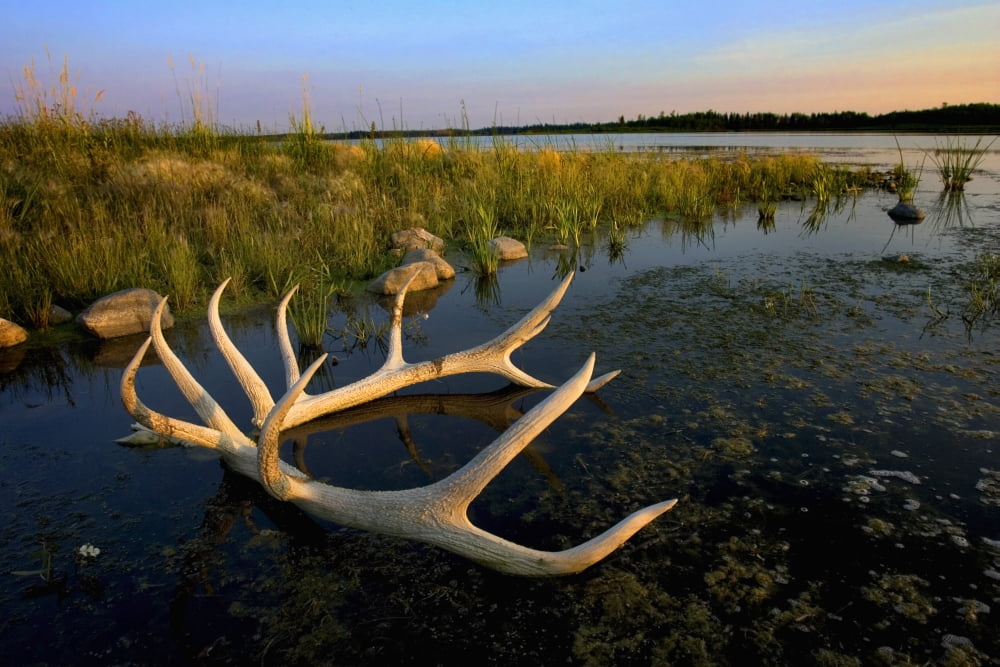 An Elks Horns Lay In The Water At Astotin Lake In Elk Island National Park Alberta Canada Canvas Art - Richard Wear Design Pics (38 x 24)