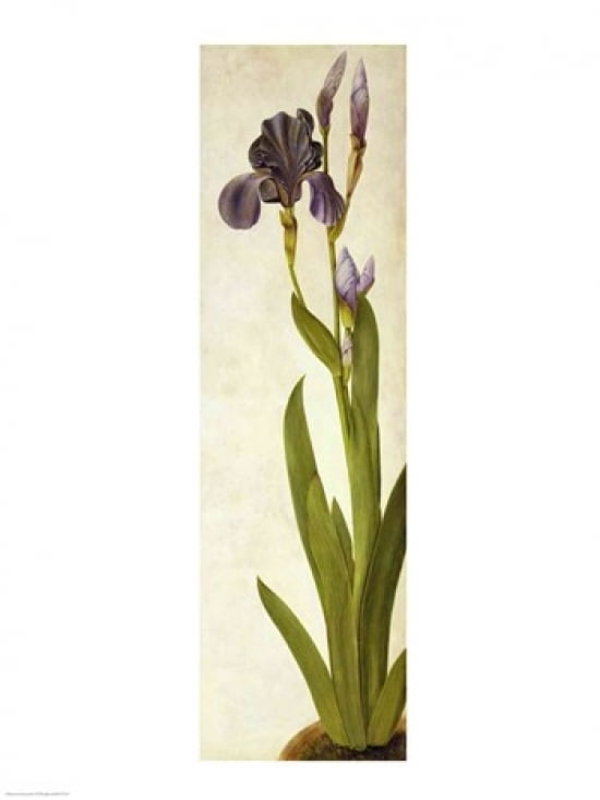 An Iris Canvas Art - Albrecht Durer (24 x 36)