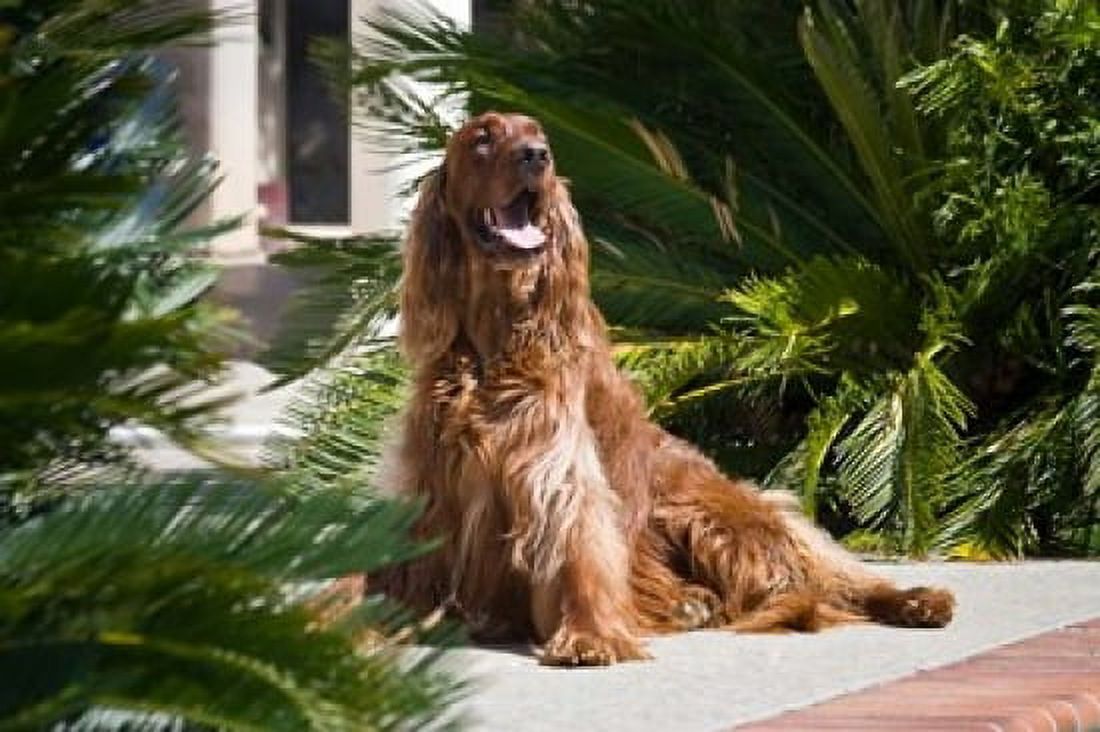 An Irish Setter dog surrounded by cycads Canvas Art - Zandria Muench Beraldo DanitaDelimont (24 x 16)