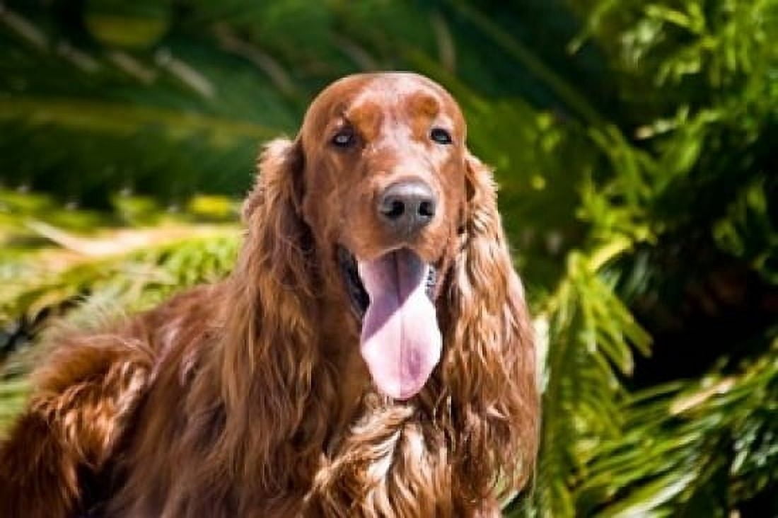 An Irish Setter lying surrounded by greenery Canvas Art - Zandria Muench Beraldo DanitaDelimont (36 x 24)