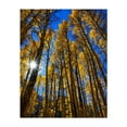 thumbnail image 1 of An Ode to the Aspens - Snowmass Colorado Photography Forest Autumn Nature Woodland Scenic Landscape Mystical Unframed Wall Art Print 24 x 32 inches, 1 of 13