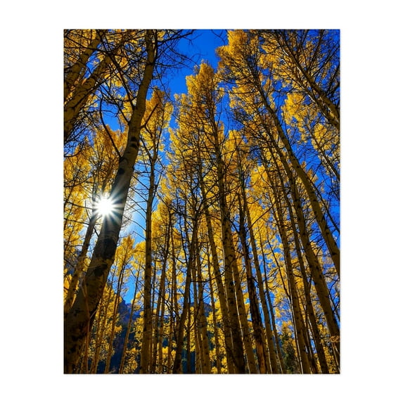 An Ode to the Aspens - Snowmass Colorado Photography Forest Autumn Nature Woodland Scenic Landscape Mystical Unframed Wall Art Print 24 x 32 inches