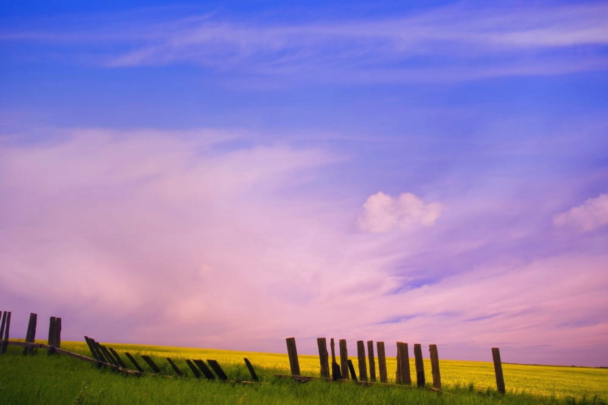 An Old Fence Against A Canola Field Canvas Art - Carson Ganci Design Pics (17 x 11)