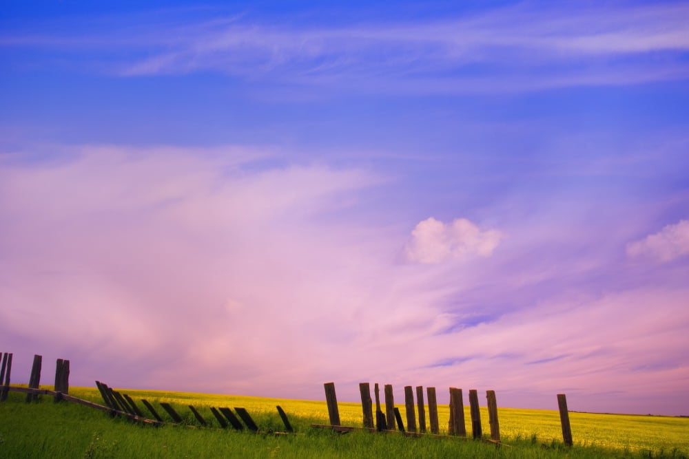 An Old Fence Against A Canola Field Canvas Art - Carson Ganci Design Pics (34 x 22)