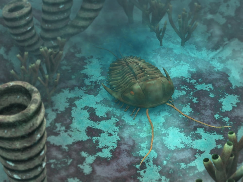 An Olenoides trilobite scurries across a Middle Cambrian ocean floor Canvas Art - Walter MyersStocktrek Images (17 x 13)
