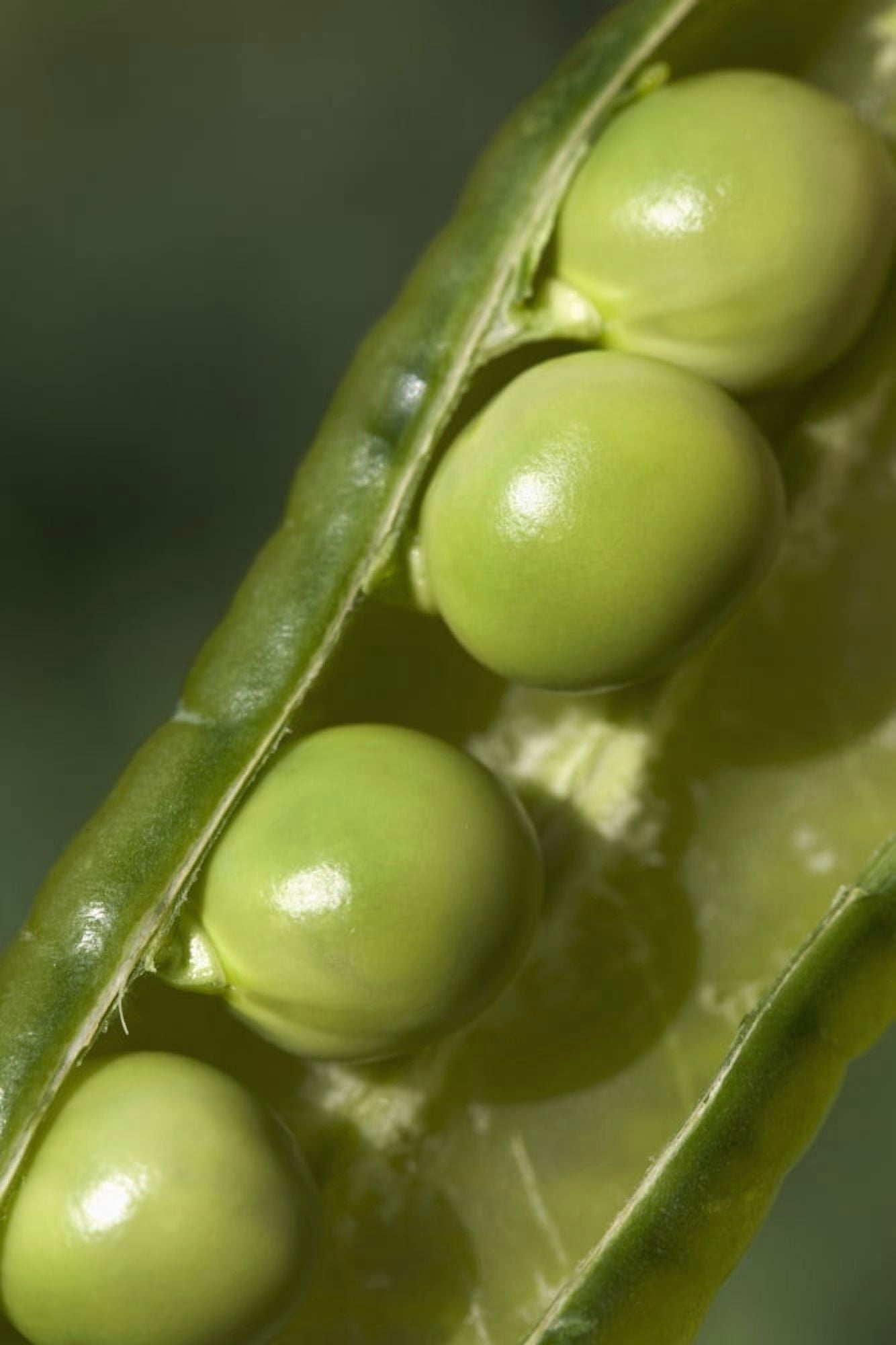 An Opened Green Pea Pod Alberta Canada Canvas Art - Michael Interisano Design Pics (13 x 20)