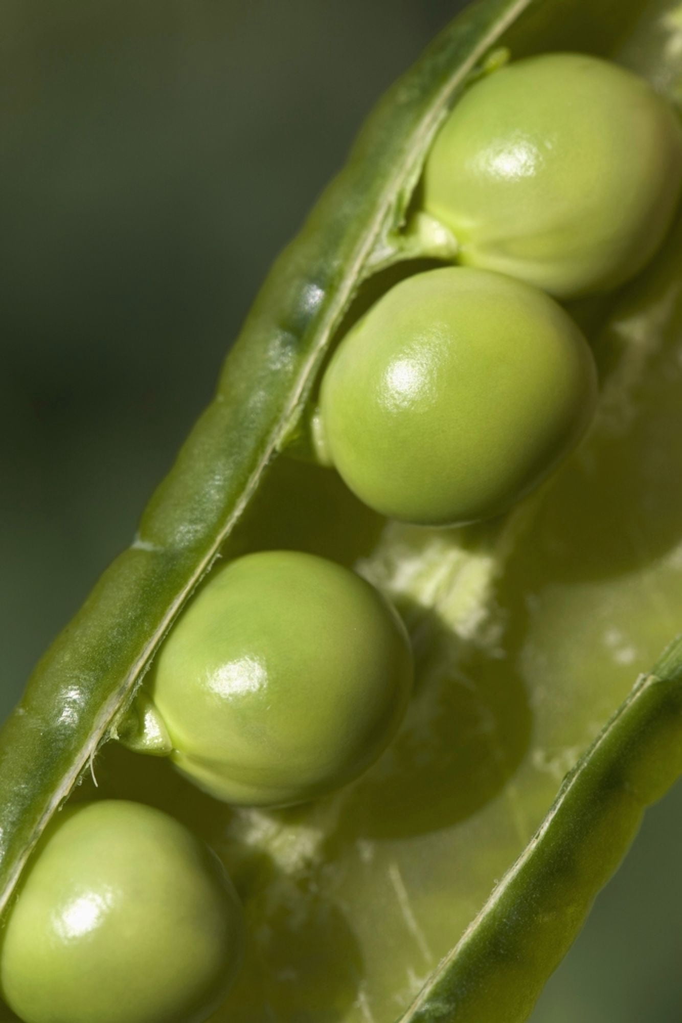 An Opened Green Pea Pod Alberta Canada Canvas Art - Michael Interisano Design Pics (26 x 40)