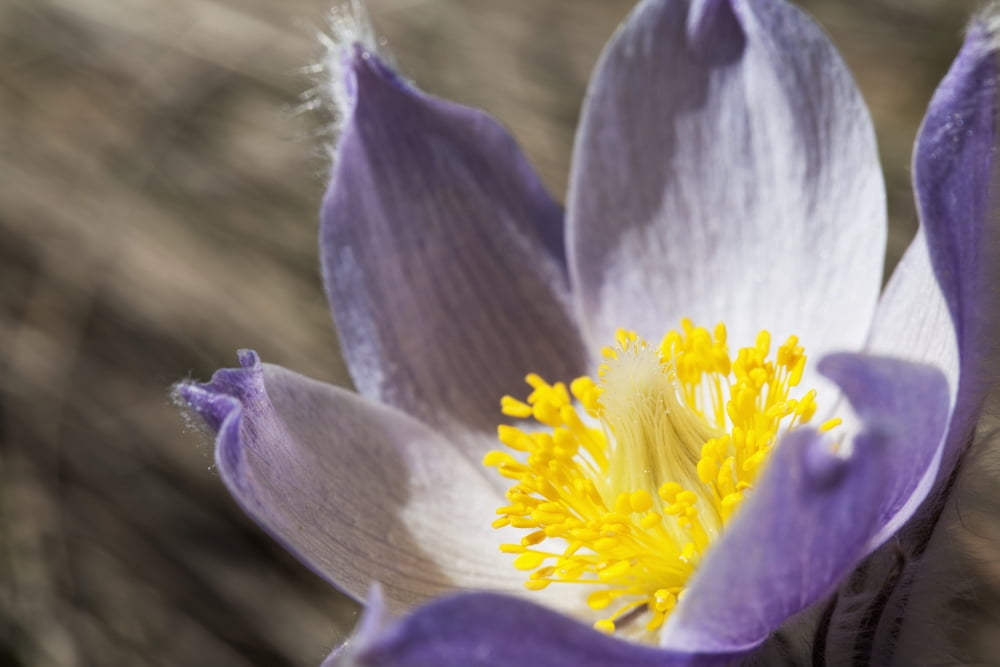 An Opened Prairie Crocus Calgary Alberta Canada Canvas Art - Michael Interisano Design Pics (38 x 24)