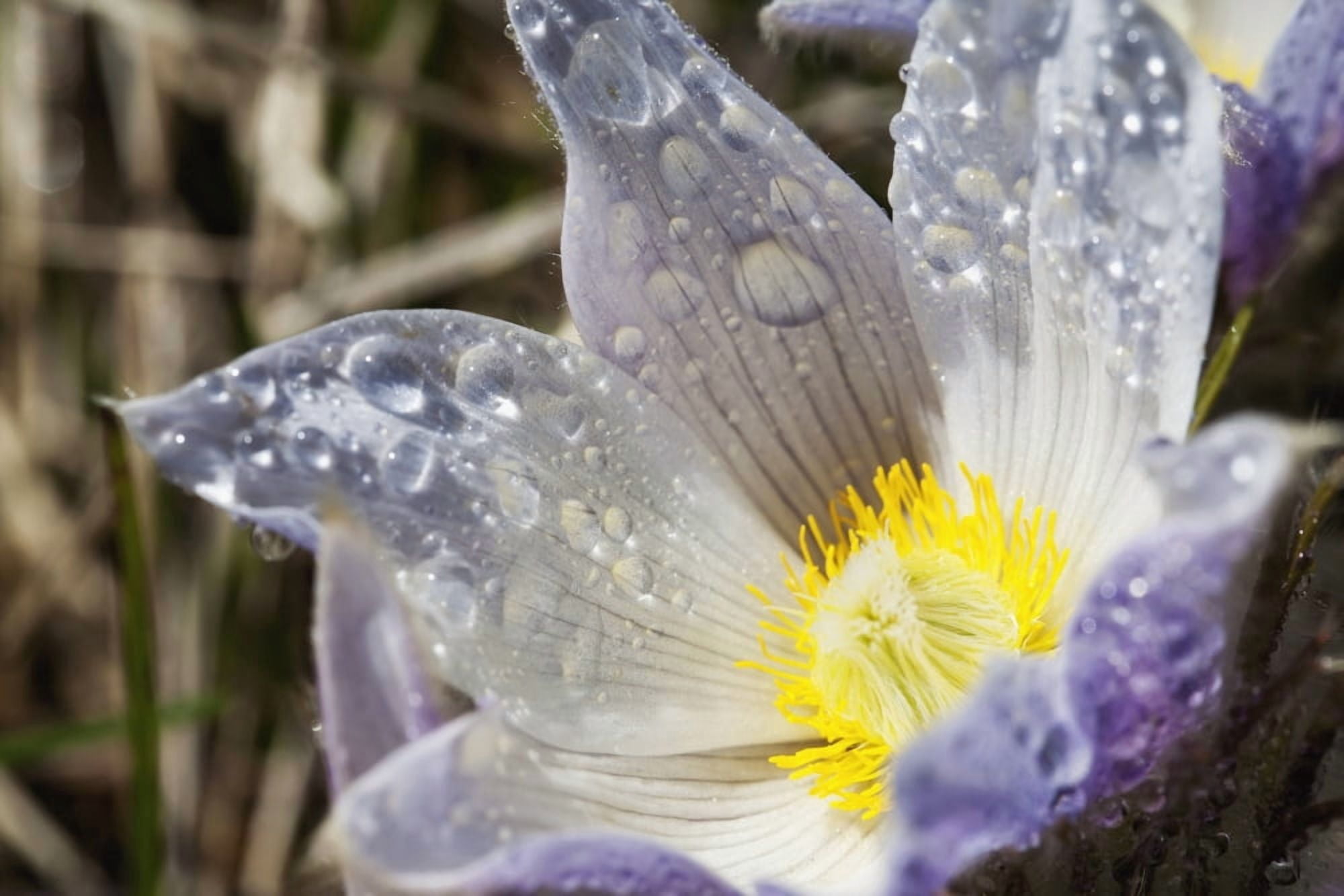 An Opened Prairie Crocus With Water Droplets Calgary Alberta Canada Canvas Art - Michael Interisano Design Pics (19 x 12)